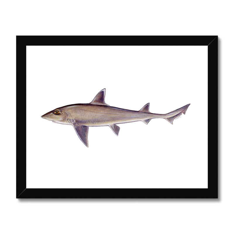 Smooth Dogfish Framed Print