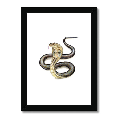Indian Cobra Framed & Mounted Print