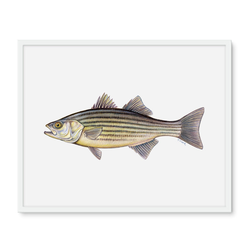 Striped Bass Framed Photo Tile