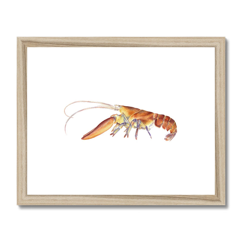 Northern Lobster Framed & Mounted Print