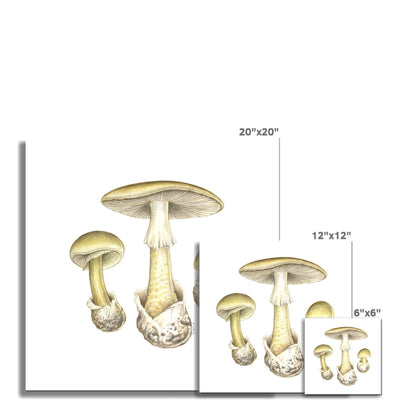 Deathcap Mushroom Hahnemühle Photo Rag Print