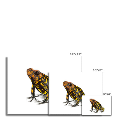 Harlequin poison frog Hahnemühle Photo Rag Print