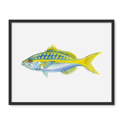 Yellowtail Snapper Framed Photo Tile