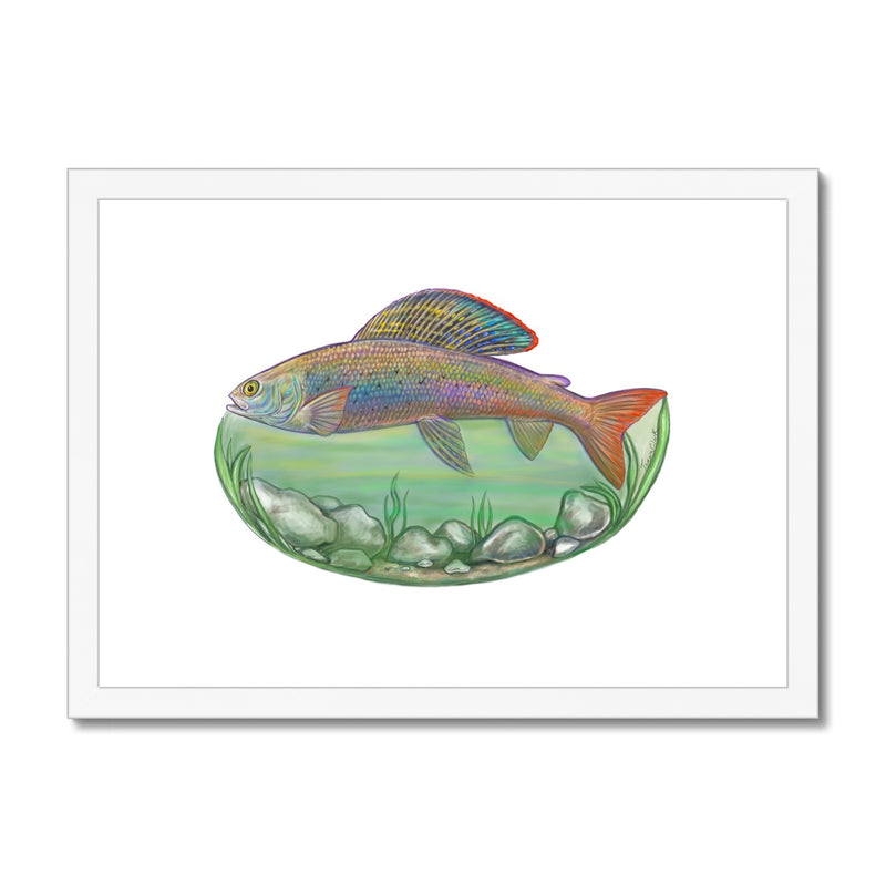 Arctic Grayling Framed & Mounted Print