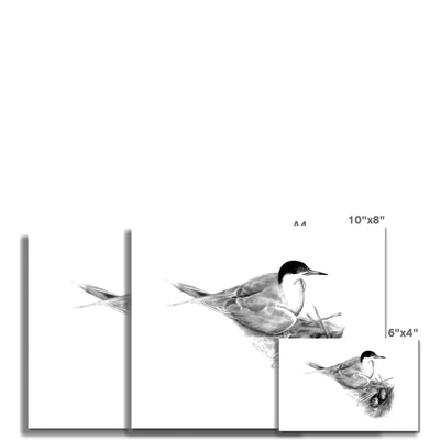 Common Tern Hahnemühle Photo Rag Print