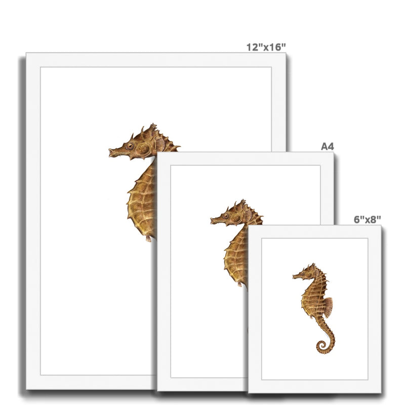 Northern Seahorse Framed & Mounted Print