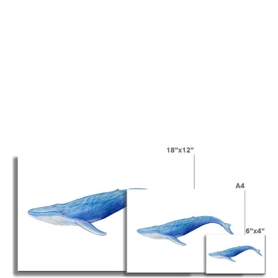 Blue Whale Hahnemühle Photo Rag Print