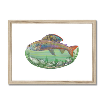 Arctic Grayling Framed & Mounted Print