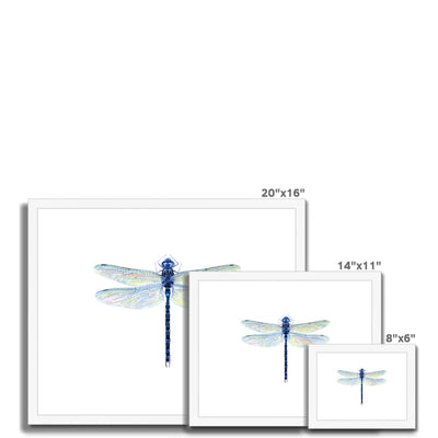 Spatterdock Darner Dragonfly Framed & Mounted Print