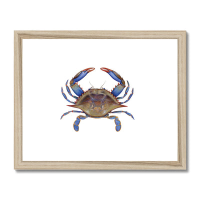 Blue Crab Framed & Mounted Print