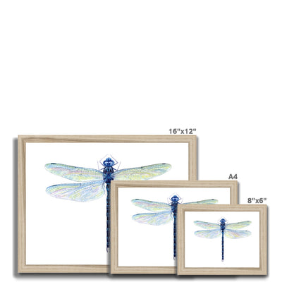Spatterdock Darner Dragonfly Framed Print