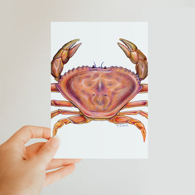 Dungeness Crab Classic Postcard