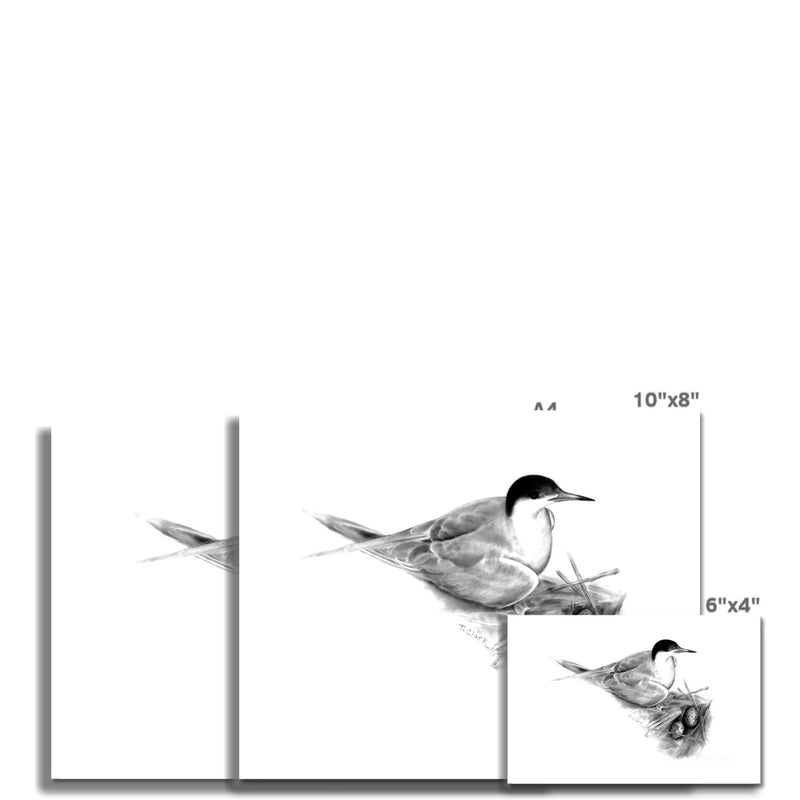 Common Tern Hahnemühle German Etching Print