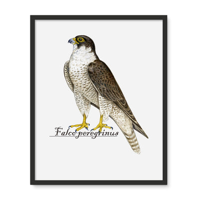 Peregrine Falcon Framed Photo Tile
