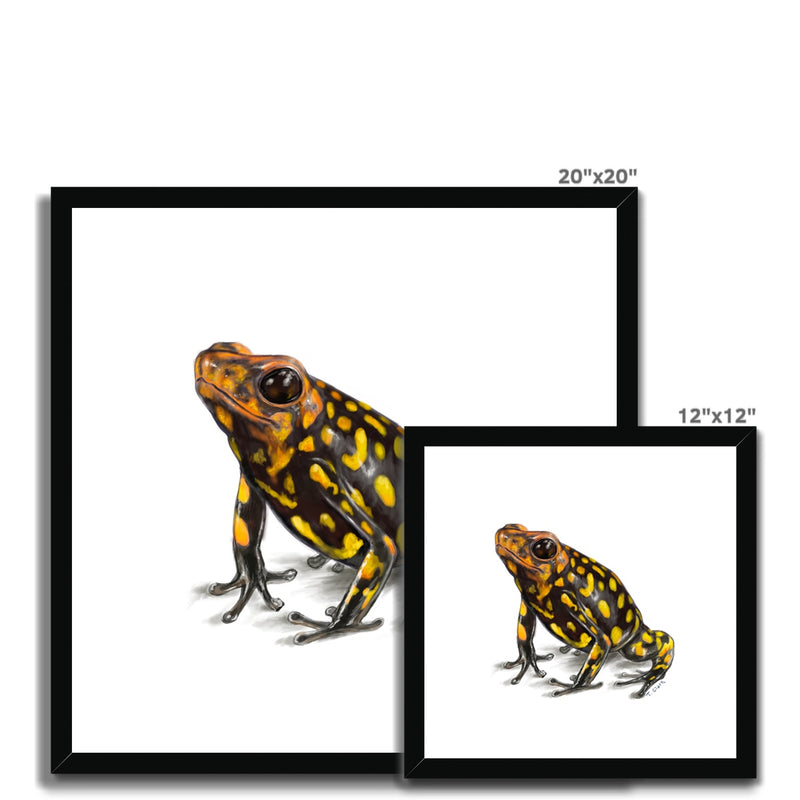 Harlequin poison frog Framed Print