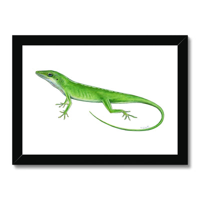 Green Anole Lizard Framed Print