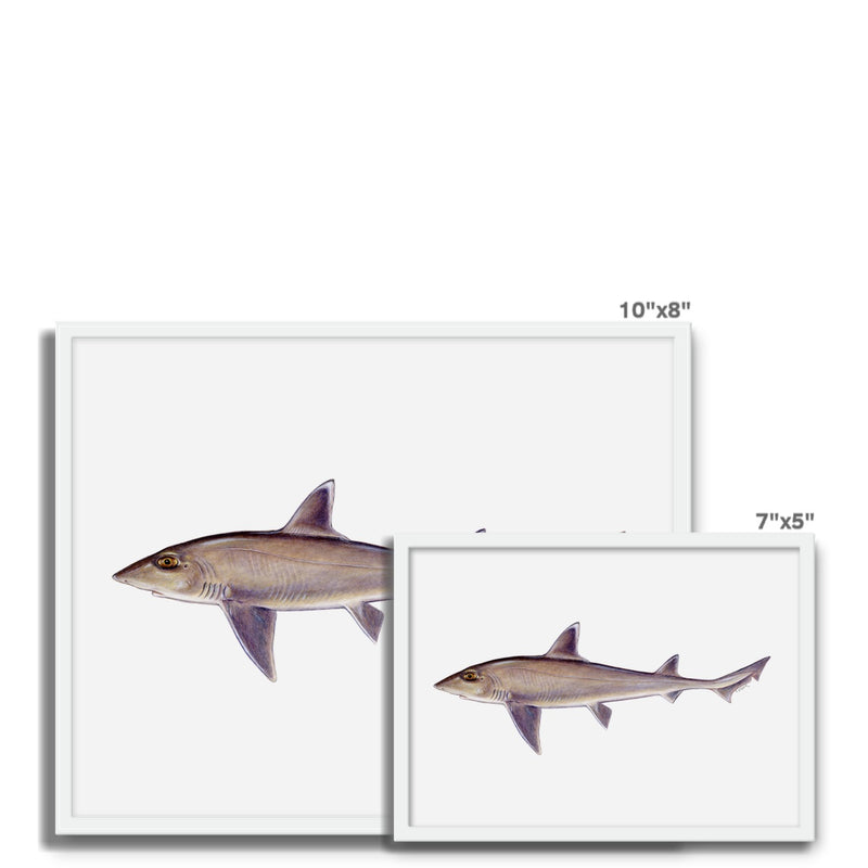 Smooth Dogfish Framed Photo Tile