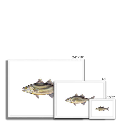 Striped Bass Framed & Mounted Print