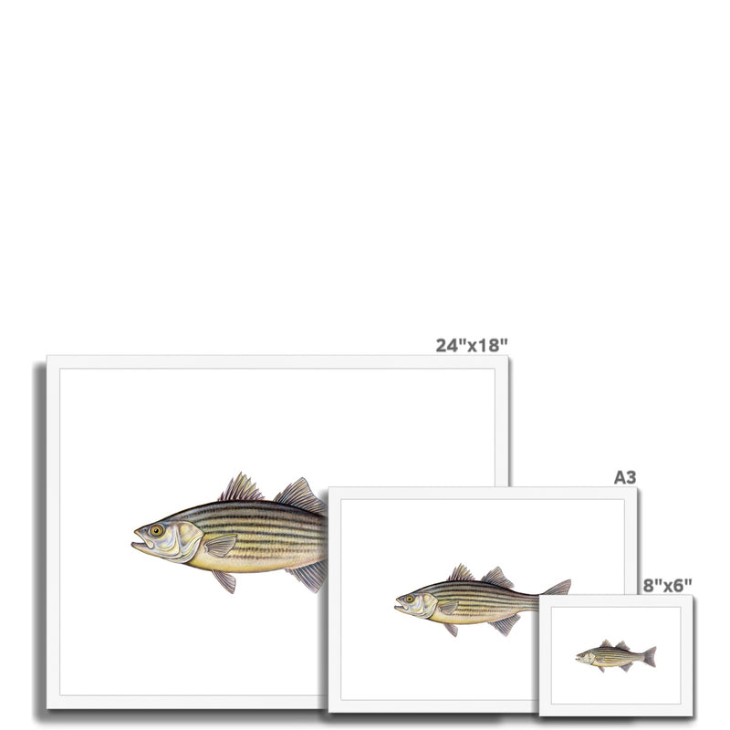 Striped Bass Framed & Mounted Print