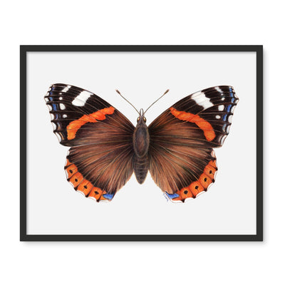 Red Admiral Butterfly Framed Photo Tile