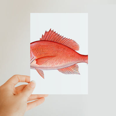 Red Snapper Classic Postcard