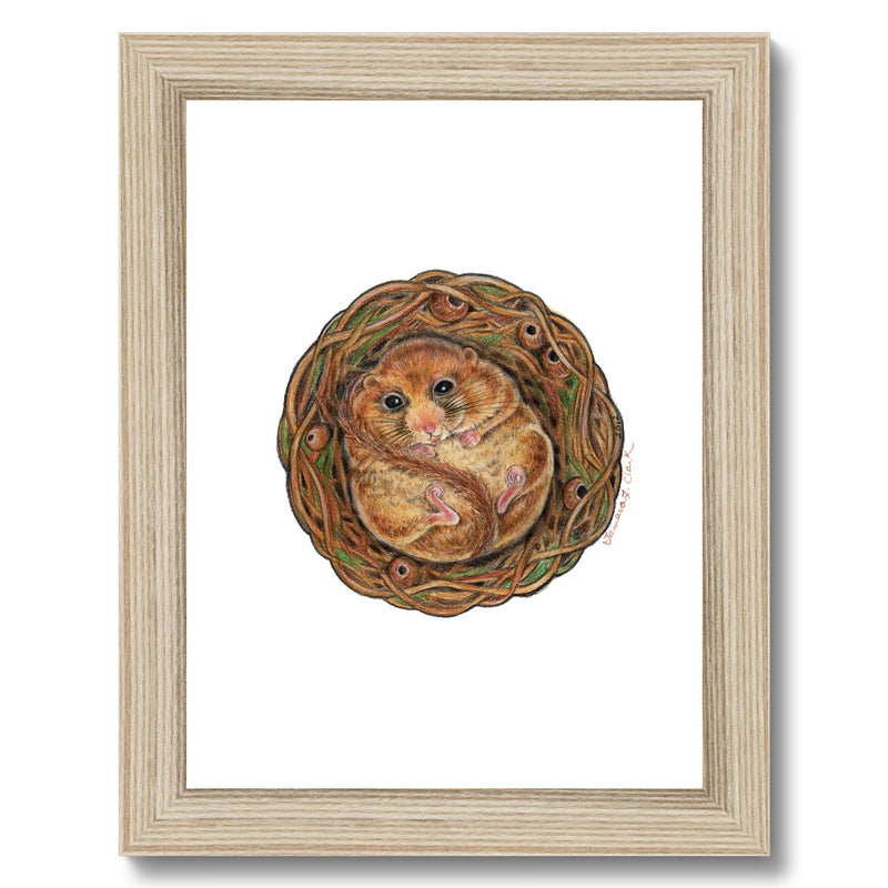 Dormouse Framed Print