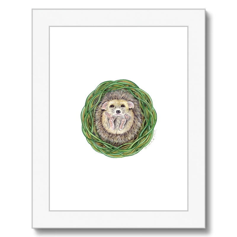 Hedgehog  Framed & Mounted Print