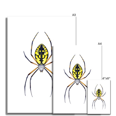 Argiope Spider Hahnemühle German Etching Print