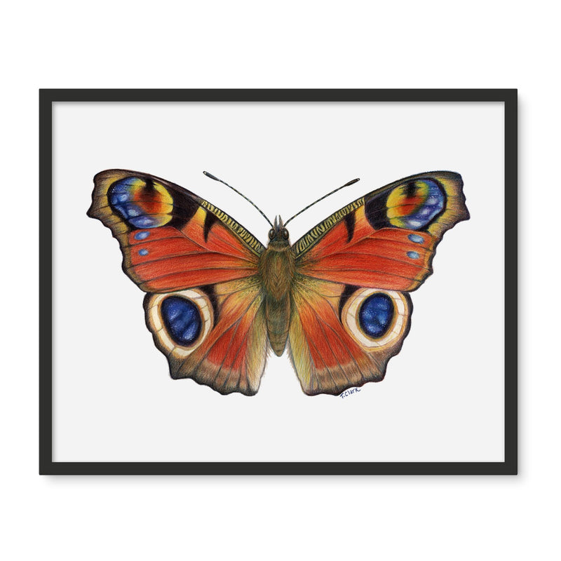 Peacock Butterfly Framed Photo Tile
