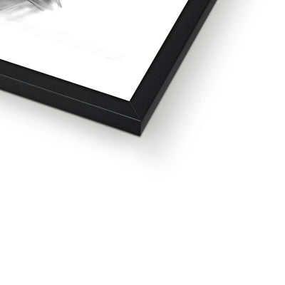 Common Tern Framed Print