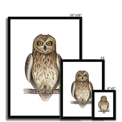 Short-eared Owl Framed Print