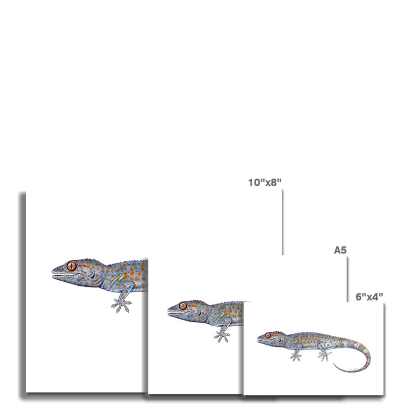 Tokay Gecko Hahnemühle German Etching Print