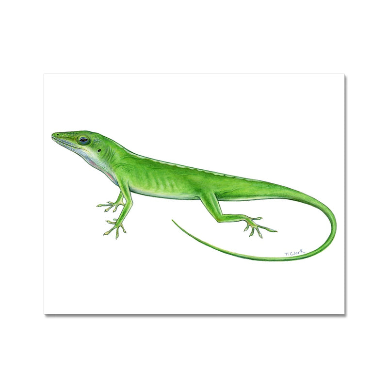 Green Anole Lizard Hahnemühle German Etching Print