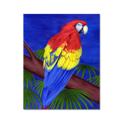 Scarlet Red Macaw Hahnemühle German Etching Print