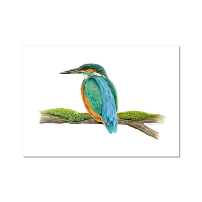 Kingfisher Hahnemühle Photo Rag Print