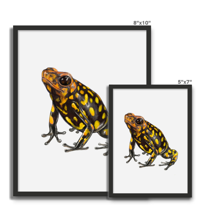 Harlequin poison frog Framed Photo Tile