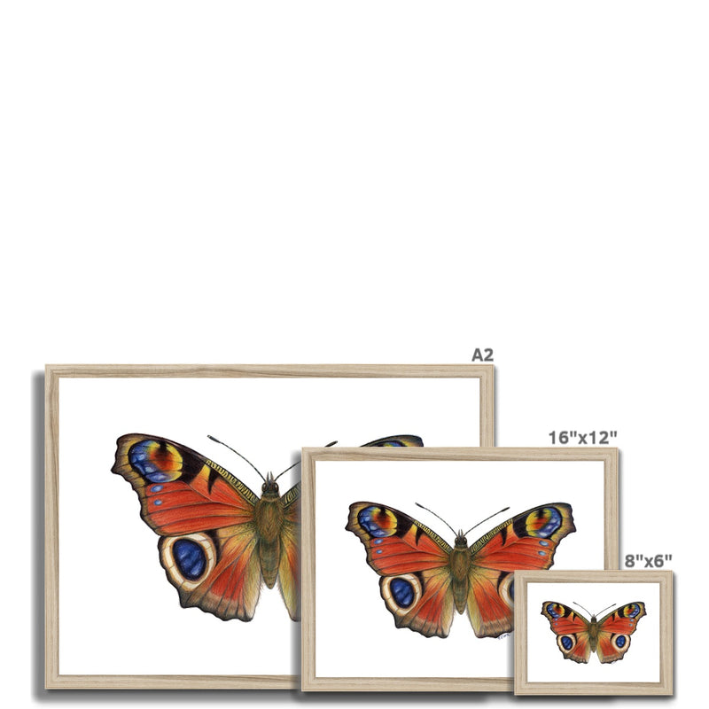 Peacock Butterfly Framed Print