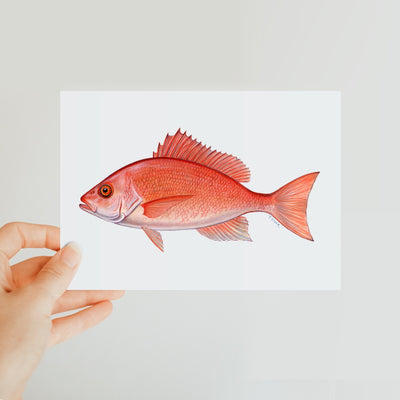 Red Snapper Classic Postcard