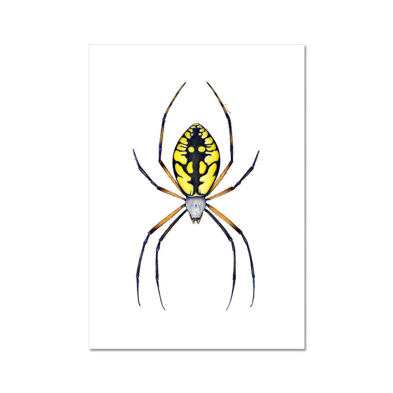 Argiope Spider Hahnemühle Photo Rag Print