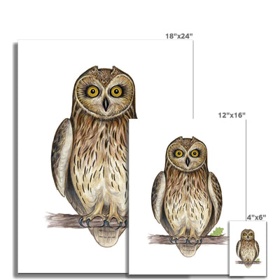 Short-eared Owl Hahnemühle Photo Rag Print
