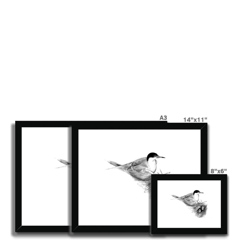 Common Tern Framed & Mounted Print