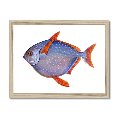 Opah Framed Print