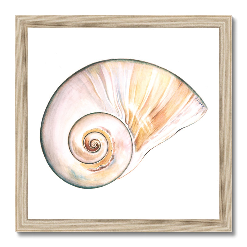 Northern Moonsnail Framed Print