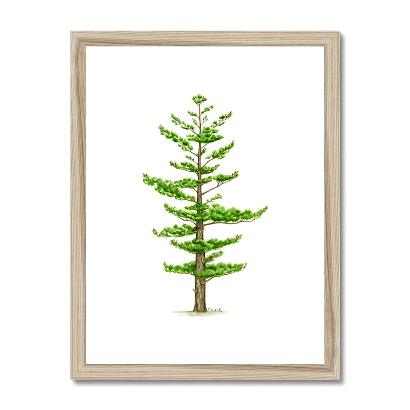 White Pine Framed & Mounted Print