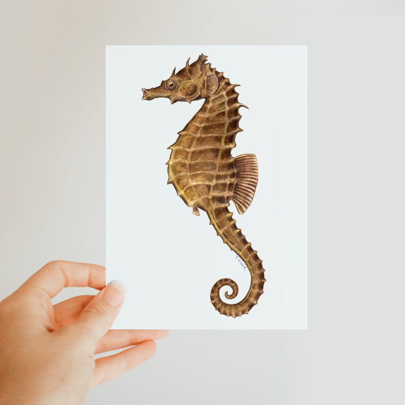 Northern Seahorse Classic Postcard
