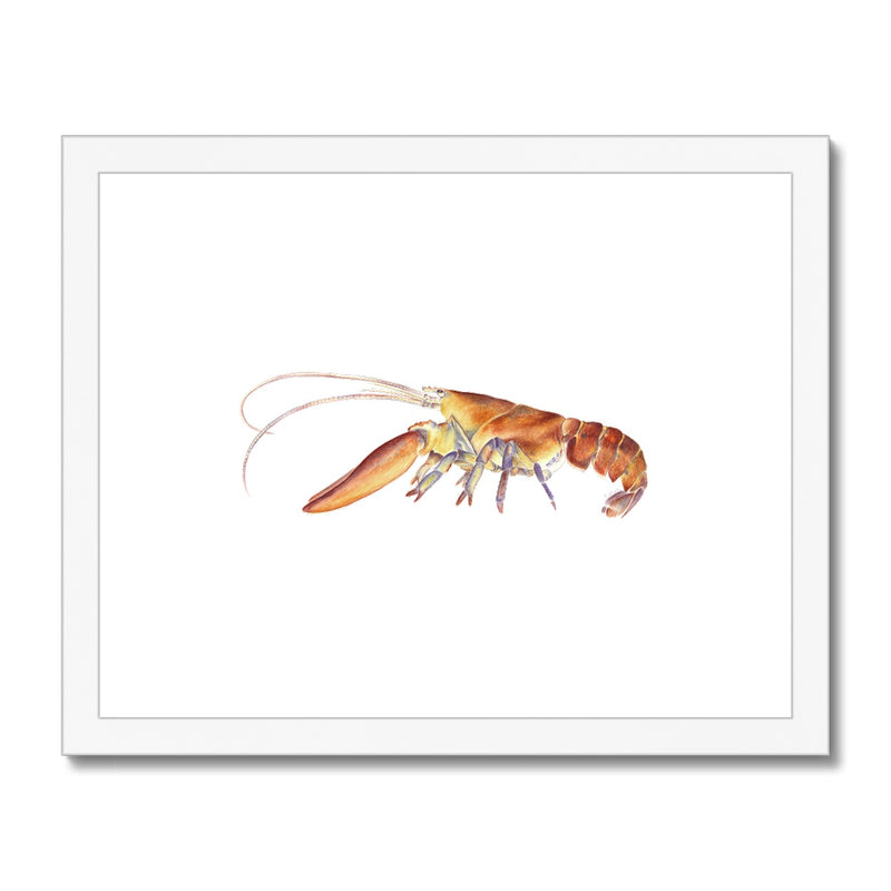 Northern Lobster Framed & Mounted Print