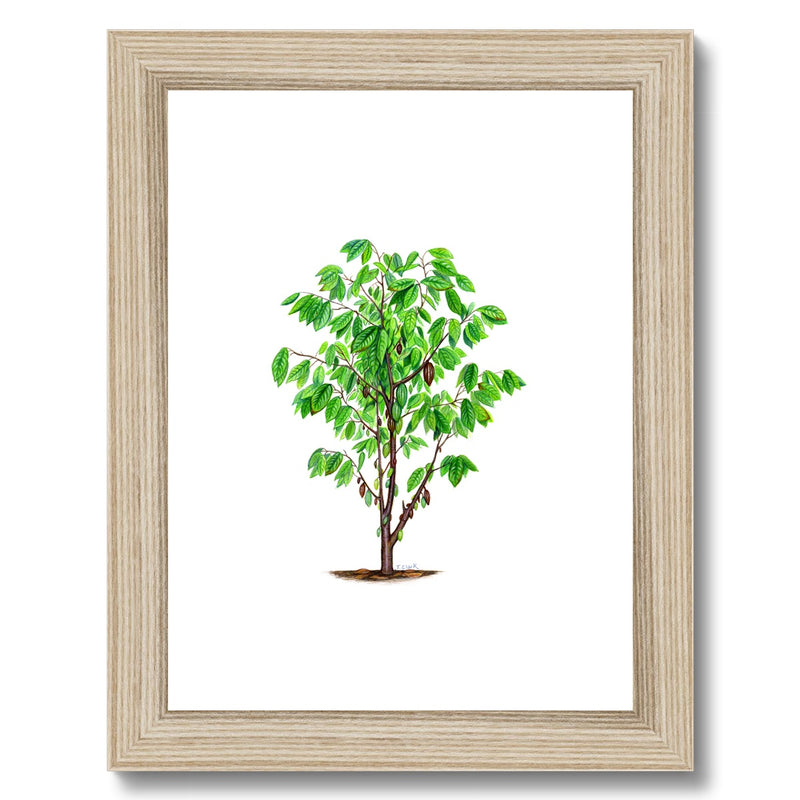 Cacao Tree Framed & Mounted Print
