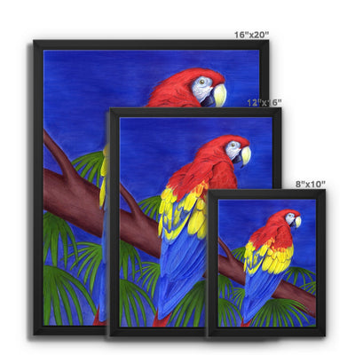 Scarlet Red Macaw Framed Canvas
