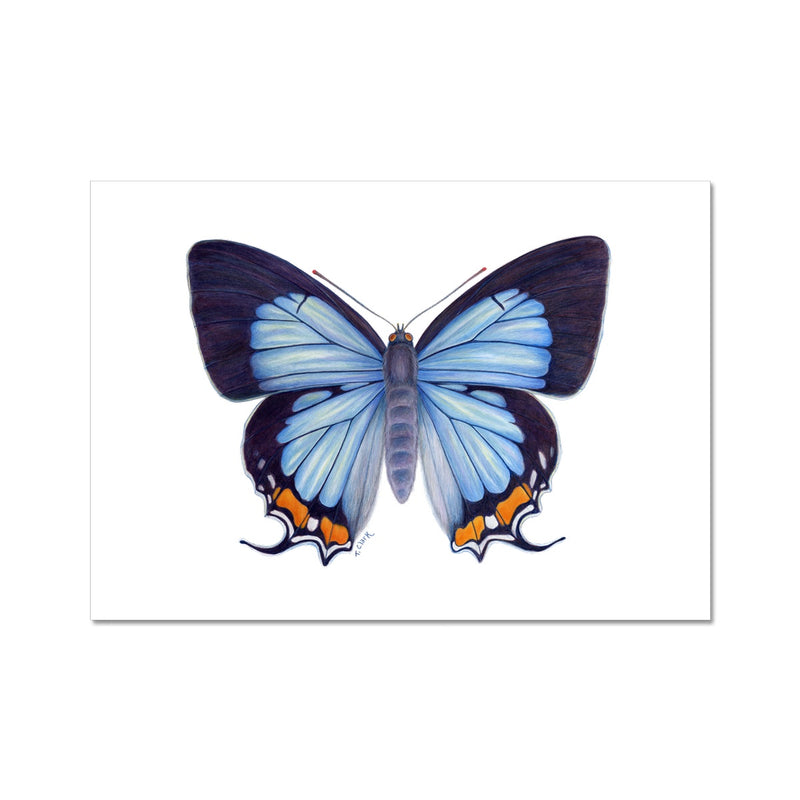 Imperial Blue Butterfly Hahnemühle Photo Rag Print