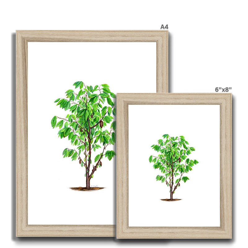 Cacao Tree Framed & Mounted Print